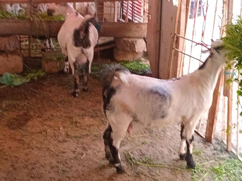 2 female goat for sale 1