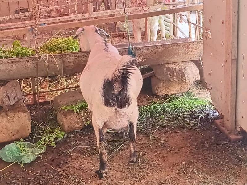 2 female goat for sale 2