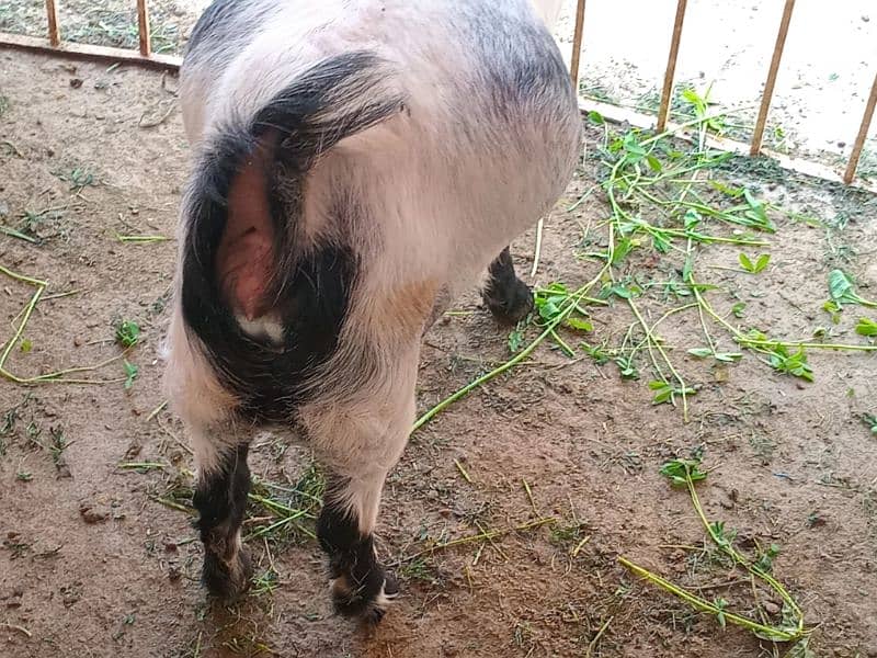 2 female goat for sale 3