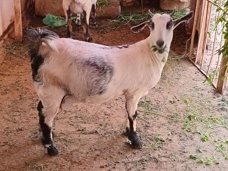 2 female goat for sale 4