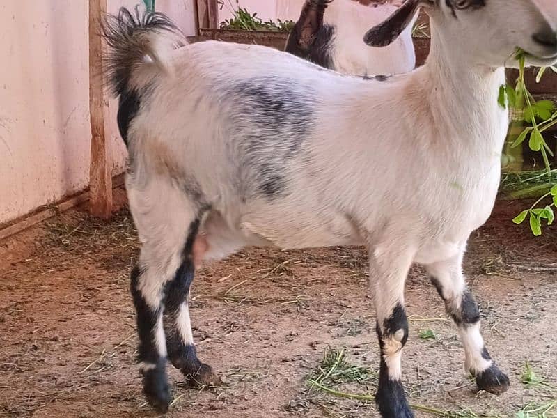 2 female goat for sale 5