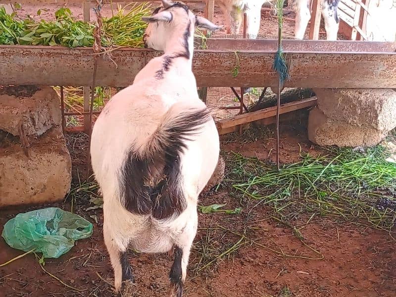 2 female goat for sale 6