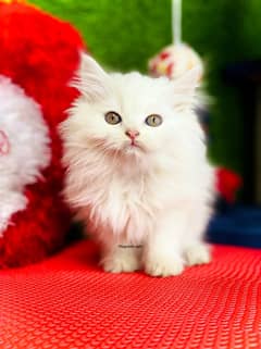 white Persian Kittens | Triple Coated | Persian cat babies