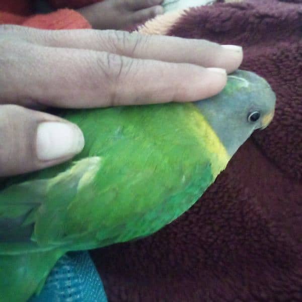 parrot 1