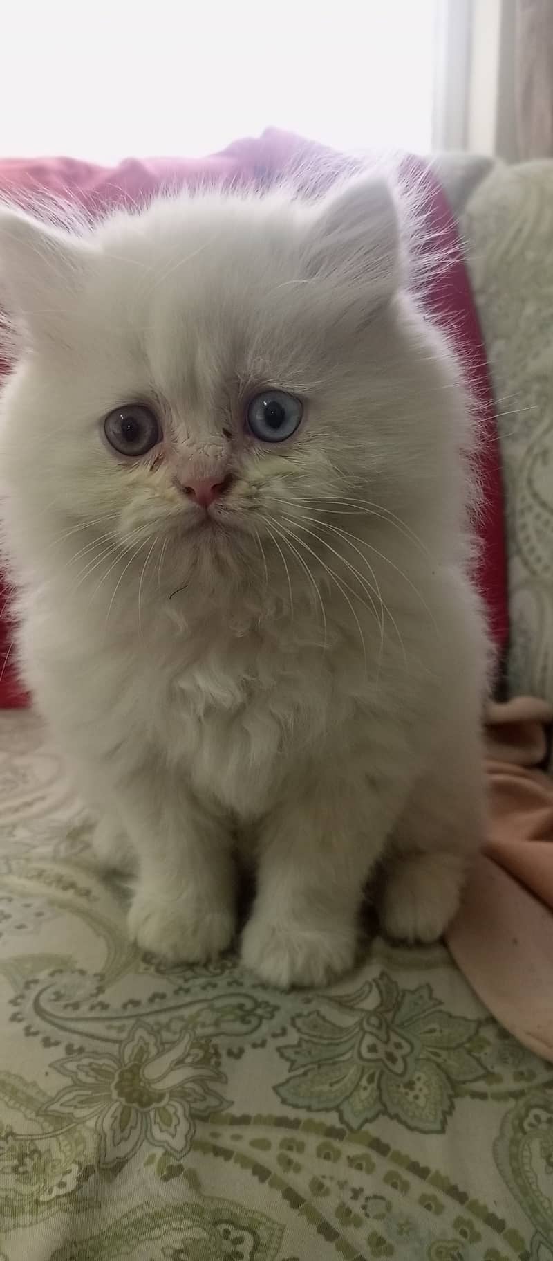 Triple coat Persian kitten male. 0