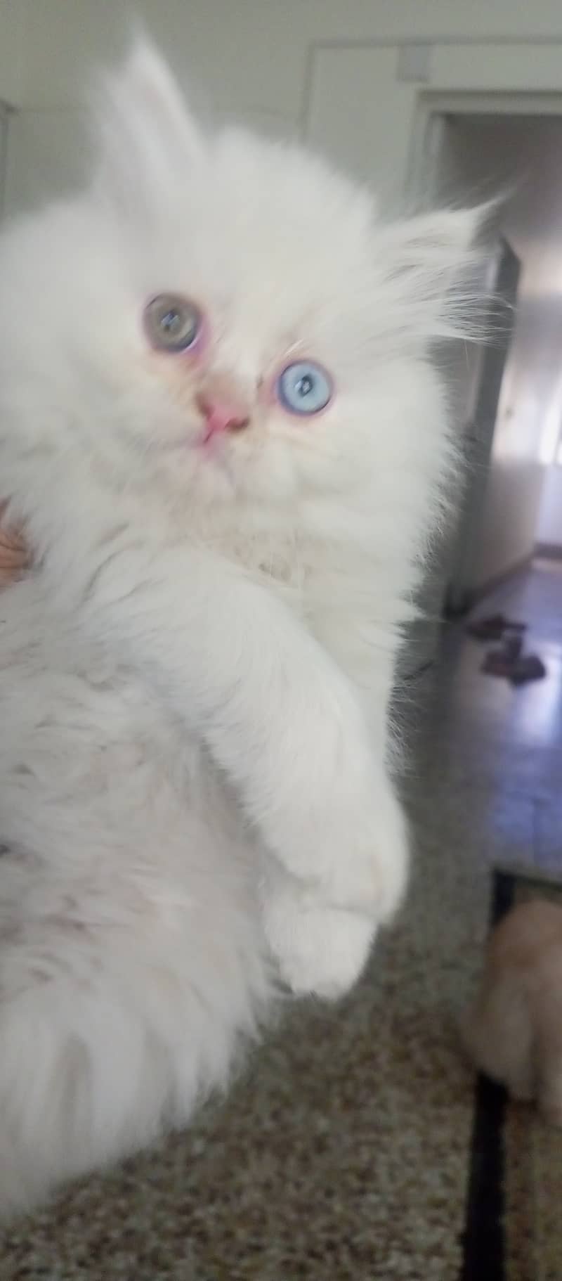 Triple coat Persian kitten male. 1