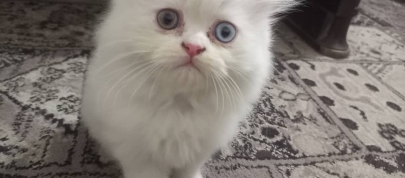 Triple coat Persian kitten male. 2