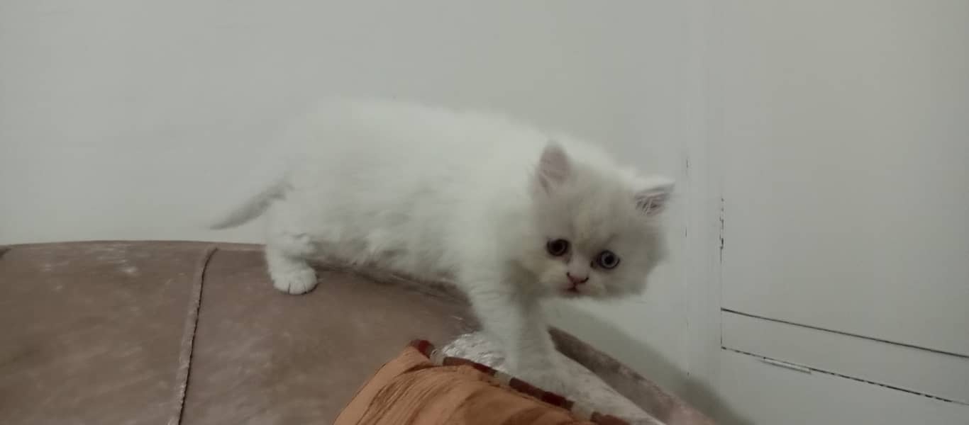 Triple coat Persian kitten male. 3