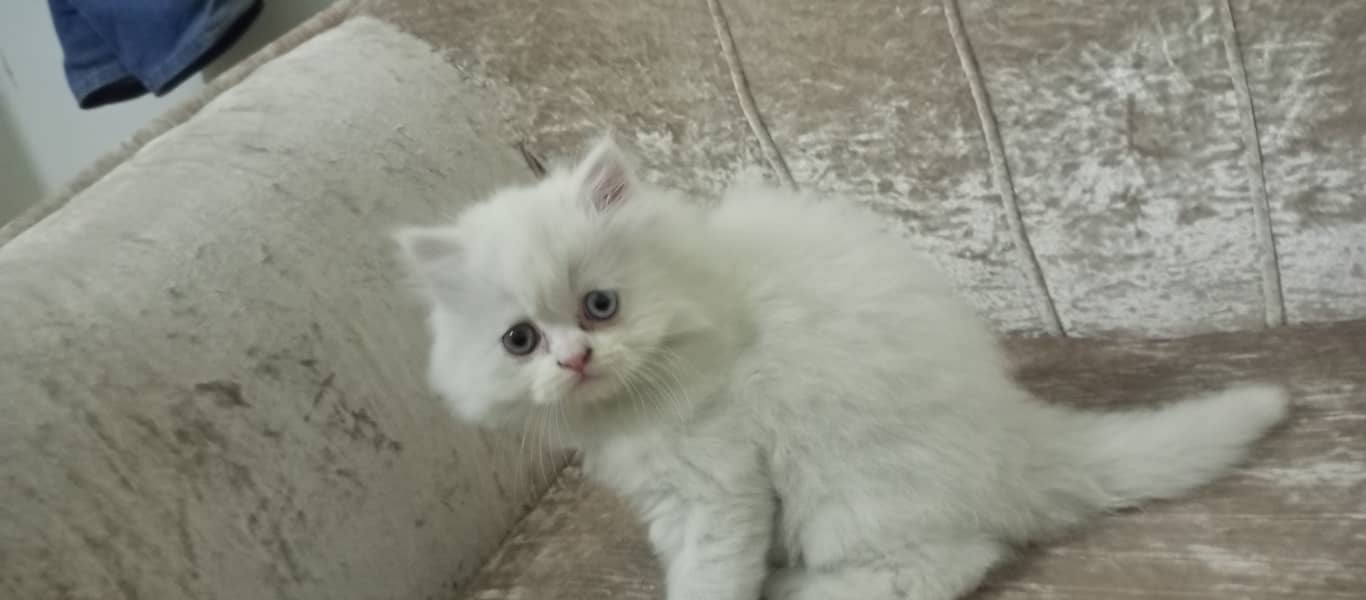 Triple coat Persian kitten male. 5