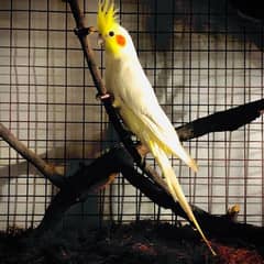 cockatiel