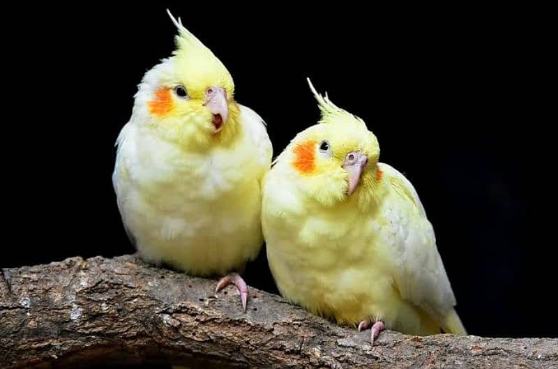 cockatiel pair for sale 1