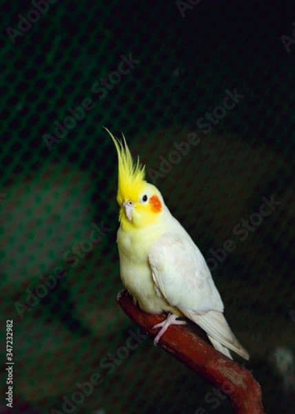 cockatiel pair for sale 2