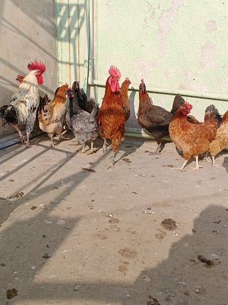 Eggs laying hen available 03006364546 6