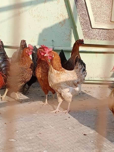 Eggs laying hen available 03006364546 8