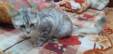 Russian Male cat for sale 10months ka hai Urgent sell