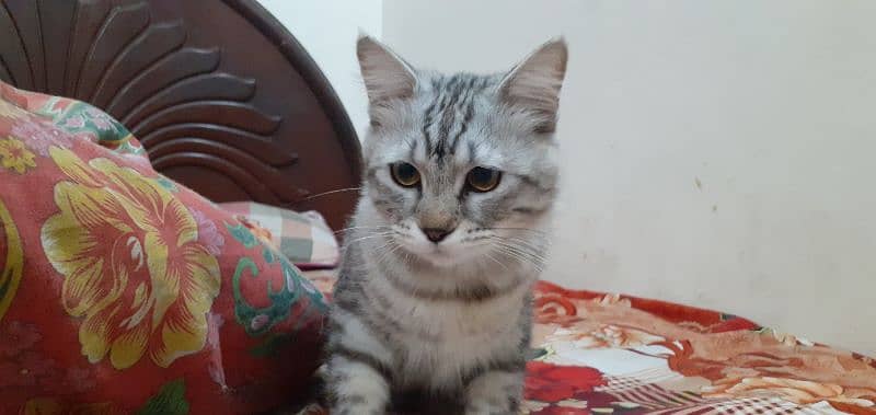 Russian Male cat for sale 8months ka hai Urgent sell 1