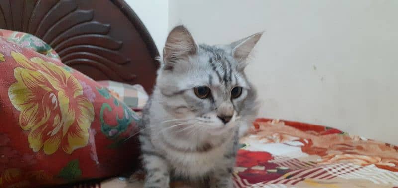 Russian Male cat for sale 8months ka hai Urgent sell 2