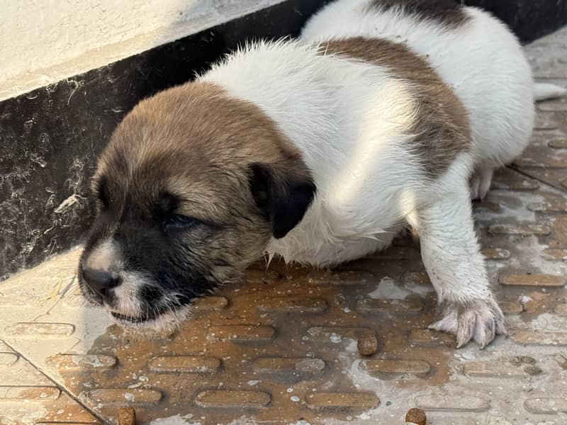 Kangal - Only 30 Days Old Puppy - Excellent Health 0