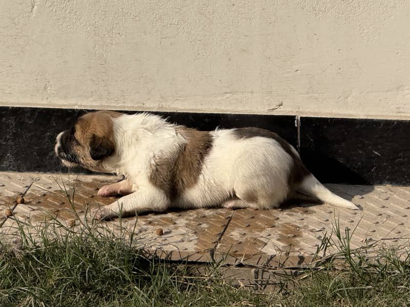 Kangal - Only 30 Days Old Puppy - Excellent Health 1