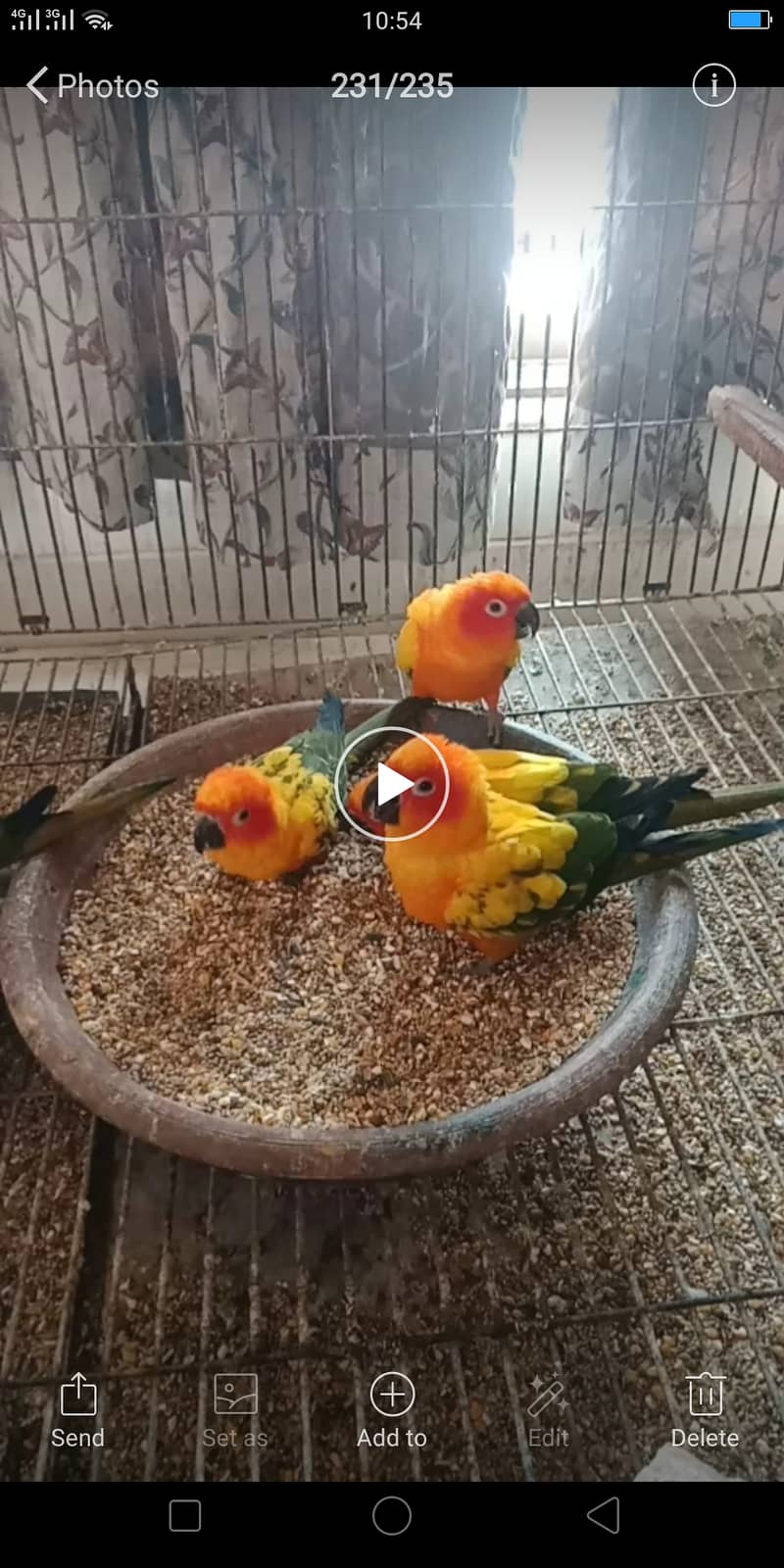 Sun Conure Pairs 0