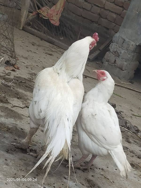 I sale my white paper hens 1