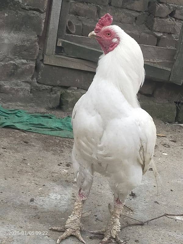 I sale my white paper hens 5