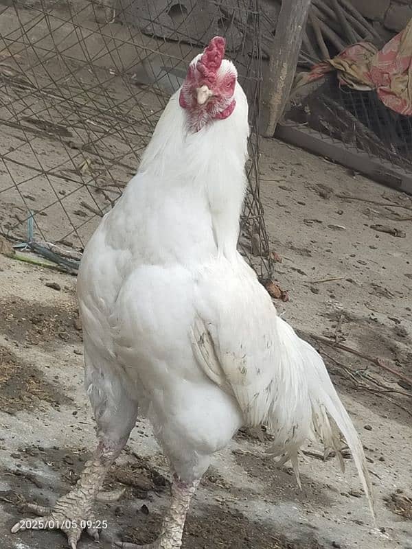 I sale my white paper hens 6