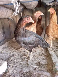 aseel hens mianwali healthy