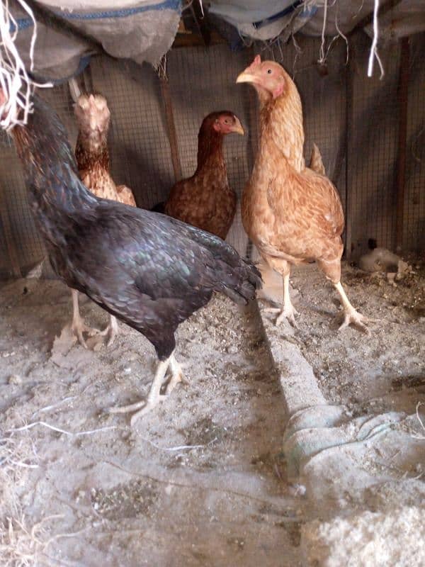 aseel hens mianwali healthy 1