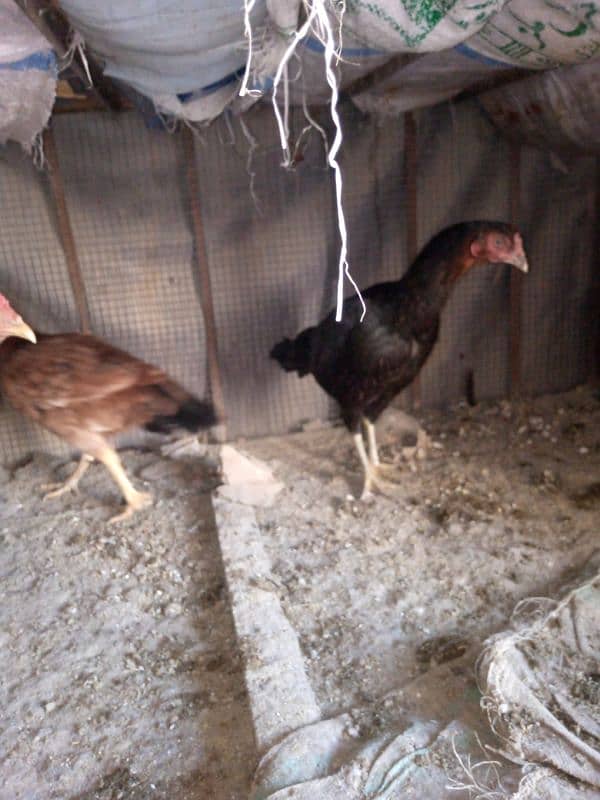 aseel hens mianwali healthy 2