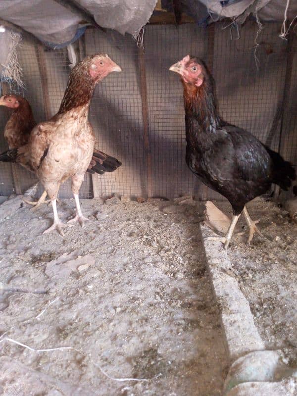 aseel hens mianwali healthy 3