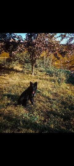 black German shepherd