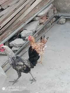 hens for sale in low price urgent sale