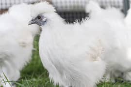 White Silkie Breeder Pair For Sale Female Egg Laying