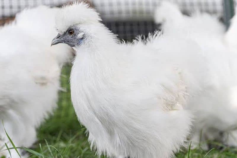 White Silkie Breeder Pair For Sale Female Egg Laying 0