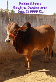 Qurbani Best Bachrrey/Bacihia & Cows for sale