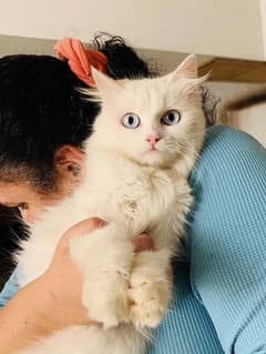 turkish angora male for stud / mating / cross