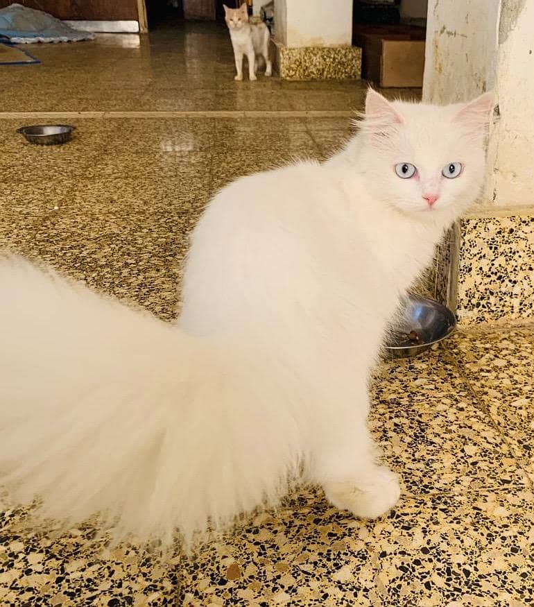 turkish angora male for stud / mating / cross 1