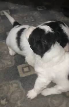 Shih Tzu / Shitzu Puppies / shitzu russian high quality puppy/ dog