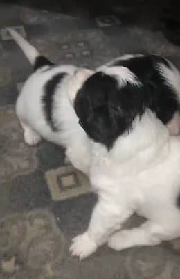 Shih Tzu / Shitzu Puppies / shitzu russian high quality puppy/ dog 0