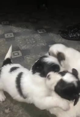 Shih Tzu / Shitzu Puppies / shitzu russian high quality puppy/ dog 2