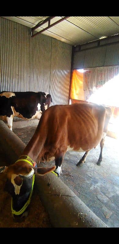 cow for sale in Islamabad 0