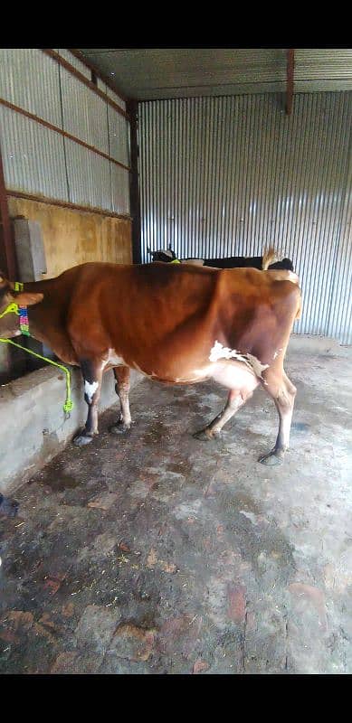 cow for sale in Islamabad 1