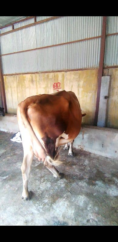 cow for sale in Islamabad 2