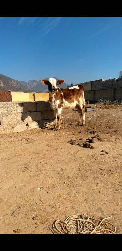 cow for sale in Islamabad 3