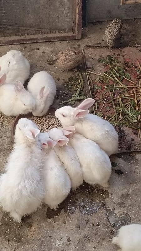 rabbits baby flower red red eyes 0