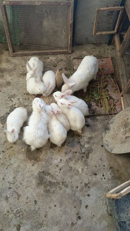 rabbits baby flower red red eyes 1