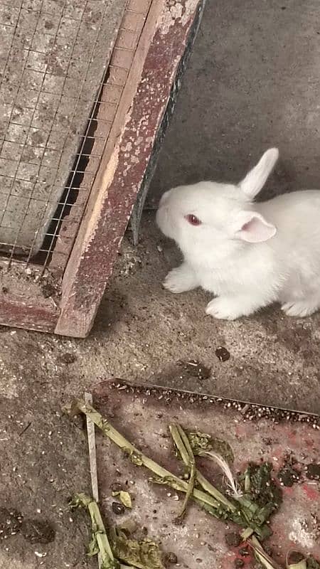 rabbits baby flower red red eyes 2