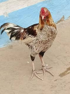 hen