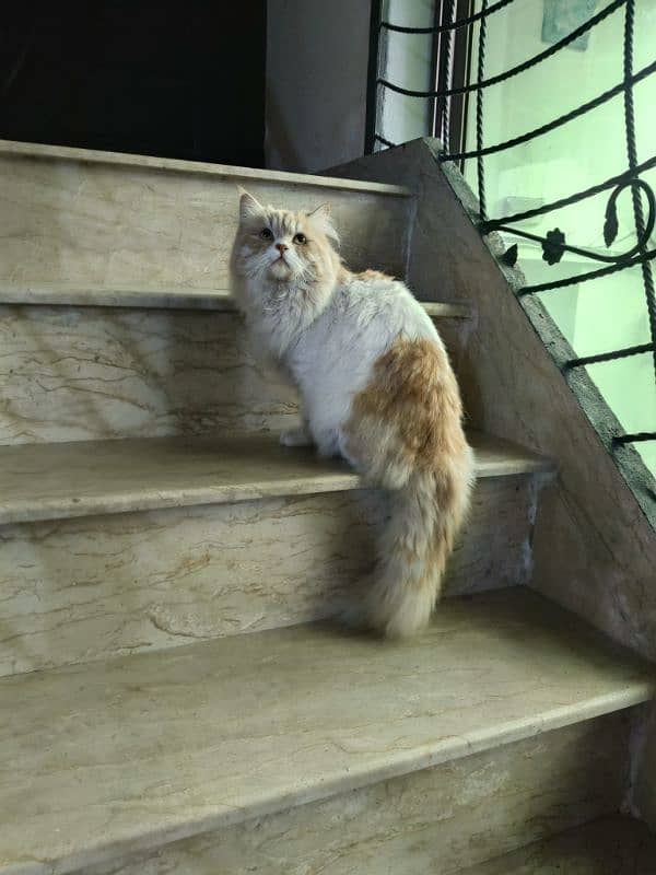 Persian cat pair for urgent sale 1